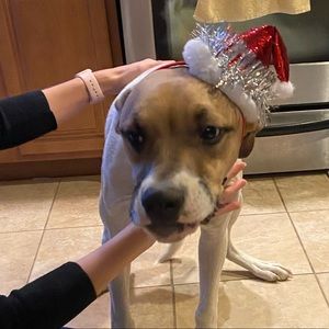 Meet your Posher, Benito